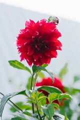 Bright red dahlia flower in summer in the garden