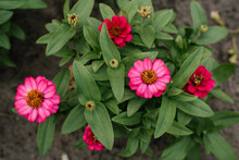 Pink Zinnia Flowers In The Garden In Summer