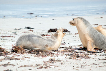 Wall Mural - the female sea lions are resting at seal bay