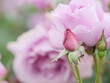 Beautiful dew on petals of pink roses, close-up, macro lens shot
