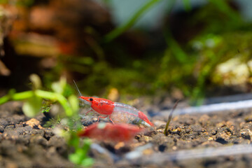 Wall Mural - a pregnant red rili shrimp in aquarium