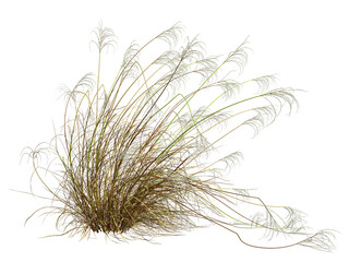 Wall Mural - cutout dried grass overgrown field 3d render illustration png