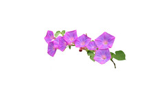 Isolated Image Of Purple Morning Glory Flower On Png File On Transparent Background.