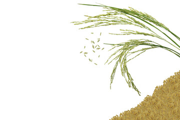 Isolated image of a bouquet of Thai jasmine rice with rice grains on a png file at transparent background