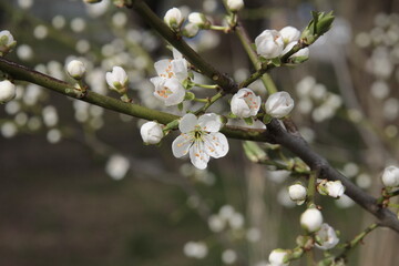 Poster - white flowers of wild plum mirabell at spring close up