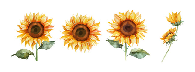 Wall Mural - Sunflower watercolor set isolated on white background. Summer yellow blossom flowers collection. Vector illustration
