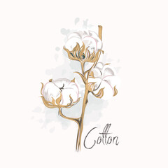 Poster - Beautiful vector hand drawn cotton flower in watercolor style