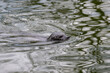 Swimming seal with its head above the water