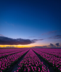 Canvas Print - A field of tulips during sunset. Rows on the field. Landscape with flowers during sunset. Photo for wallpaper and background. Flevoland, Netherlands.