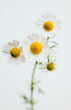 © yuri-ab - 白背景にカモミールの花、室内のカモミールの花のクローズアップ