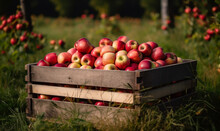A Full Crate Of Ripe Red Apples In The Grass. Freshly Gathered Fruit In The Sunlight. Generative AI.
