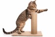 Cat scratching post play. Generate Ai