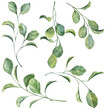 Collection of detasiled watercolor green leaves. Hand painted green botany branches on white background