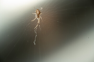 spider on the web