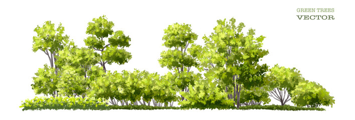 Wall Mural - vector watercolor of tree side view isolated on white background for landscape and architecture draw