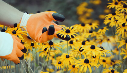 Wall Mural - A gardener grows flowers Rudbeckia fulgida in his garden.