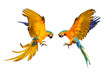 Blue and gold macaw and Catalina parrot flying isolated on transparent background png file