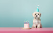 Cute puppy dog celebrating with a birthday cake