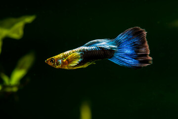 Canvas Print - Guppies in blue and black tails, and shiny yellow upper body