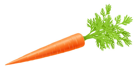 Wall Mural - fresh carrot with green stems, isolated on white. side view. close up. realistic 3d vector illustrat