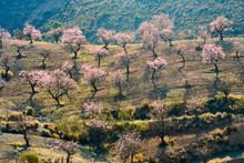 Blooming Almond Trees In Andalusia, Spain