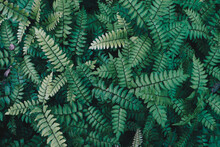 Green Fern Mos Plant In Tropical Tree Forest