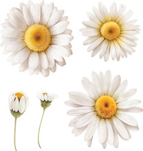  White Daisy Flower Watercolor Paint Collection