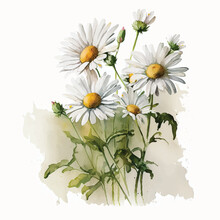 White Daisy Flowers Watercolor Paint