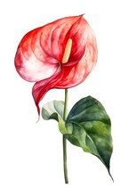 Watercolor Illustration Of An Anthurium Flower Isolated On White Background. Generative AI.