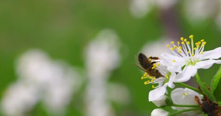 Wall Mural - Bloom Garden Spring in Slow motion closeup. Honey Bees collect nectar from white Flowers in the Orchard in the Spring Season. Nature in Springtime. 