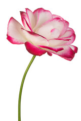 Wall Mural - rose flower isolated