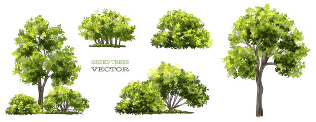 Wall Mural - vector watercolor of tree side view isolated on white background for landscape and architecture draw