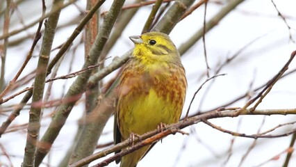 Wall Mural - Closeup of colorful male Yellowhammer, Emberiza citrinella perched and singing on an early spring evening in Estonia, Northern Europe	