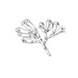 Hand drawn clove tree flower buds, monochrome sketch vector illustration isolated on white background.