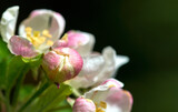 Fototapeta Kwiaty - Pink apple blossom close up image