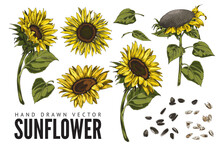Sunflower Plant In Hand Drawn Sketch Style, Vector Illustration Isolated On White Background.
