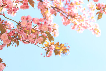  Beautiful pink sakura flowers. Beautiful nature with a flowering tree on a sunny day in spring. Sakura in full bloom