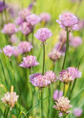 Wall Mural - Small purple chives flowers growing in garden on bunch of herbs, closeup detail