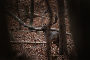 Poster - Fallow deer during rutting time. Spotted deer in the forest. European nature. 