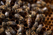 Macro closeup of bees on honeycomb in apiary