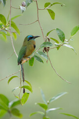 Wall Mural - Keel-billed Motmot (Electron carinatum) perching on branch, Costa Rica