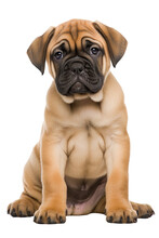 Bullmastiff Puppy Isolated On A Transparent Background, Generative Ai
