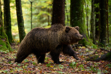 Wall Mural - brown bear is looking for food in a european forest. image taken in autumn.