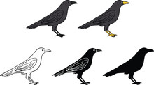 Crow Or Raven Bird Standing Clipart Set - Outline, Silhouette & Color
