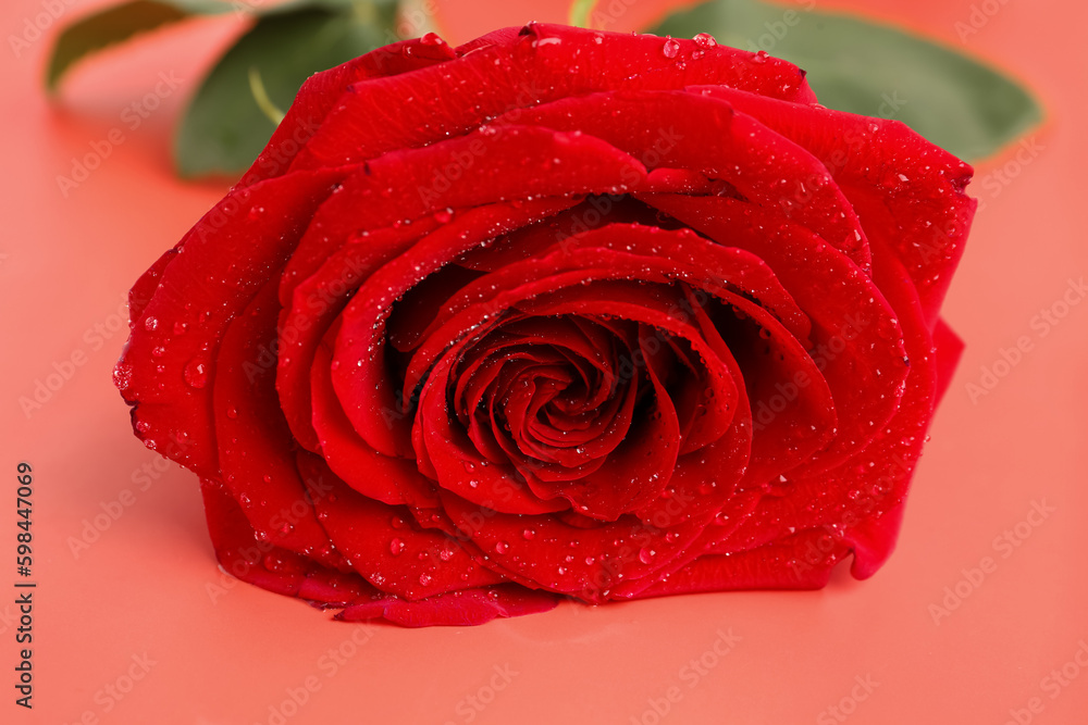 Beautiful red rose on color background