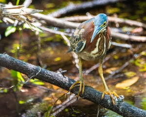 Poster - Little Green Heron