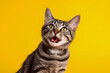 portrait of a cute cat with yellow background, Happy cat, happy cat facing in camera, excited cat with open mouth, happy kitten 