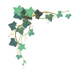 Wall Mural - Hedera foliage, ivy climbing plant leaves corner