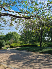 Canvas Print - it is a wooded park.
