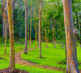 Wall Mural - Hiking Trail Through Rainbow Eucalyptus Tree Forest at The Keahua Arboretum, Kauai, Hawaii, USA